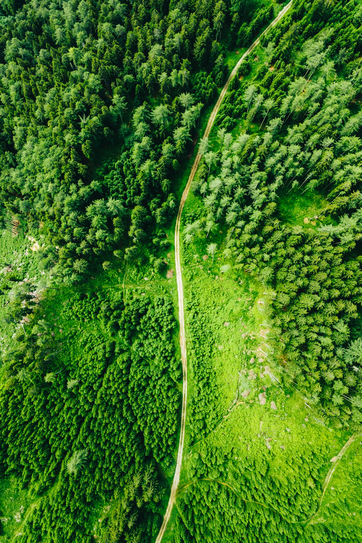 Forêt vue du ciel